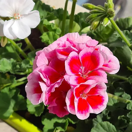 Pearl House * Αβέιρο